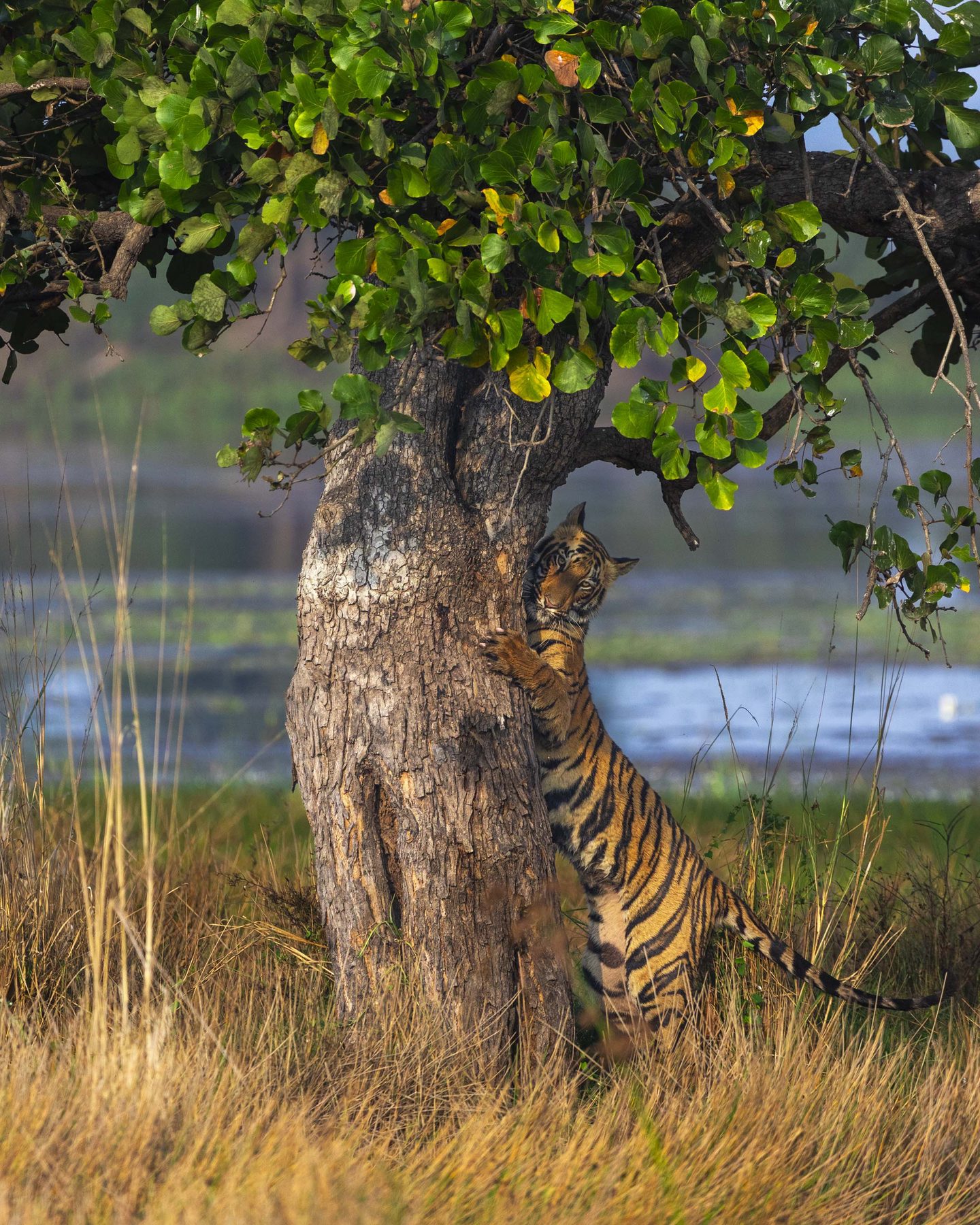 A tiger half-hidden behind a broad tree trunk in golden grass, peering around the bark