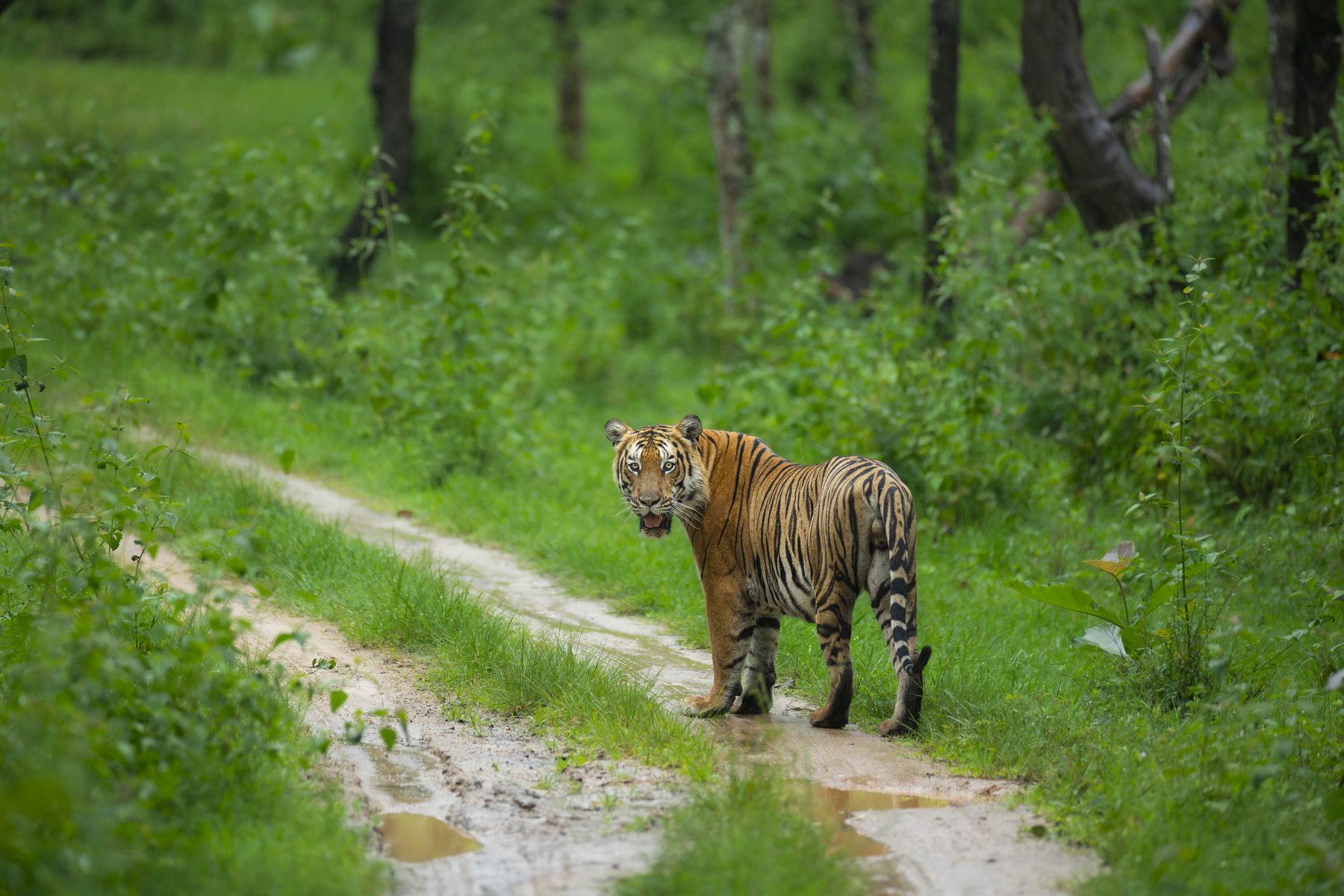 A Bengal tiger standing on a wet forest track hemmed in by vivid green monsoon foliage