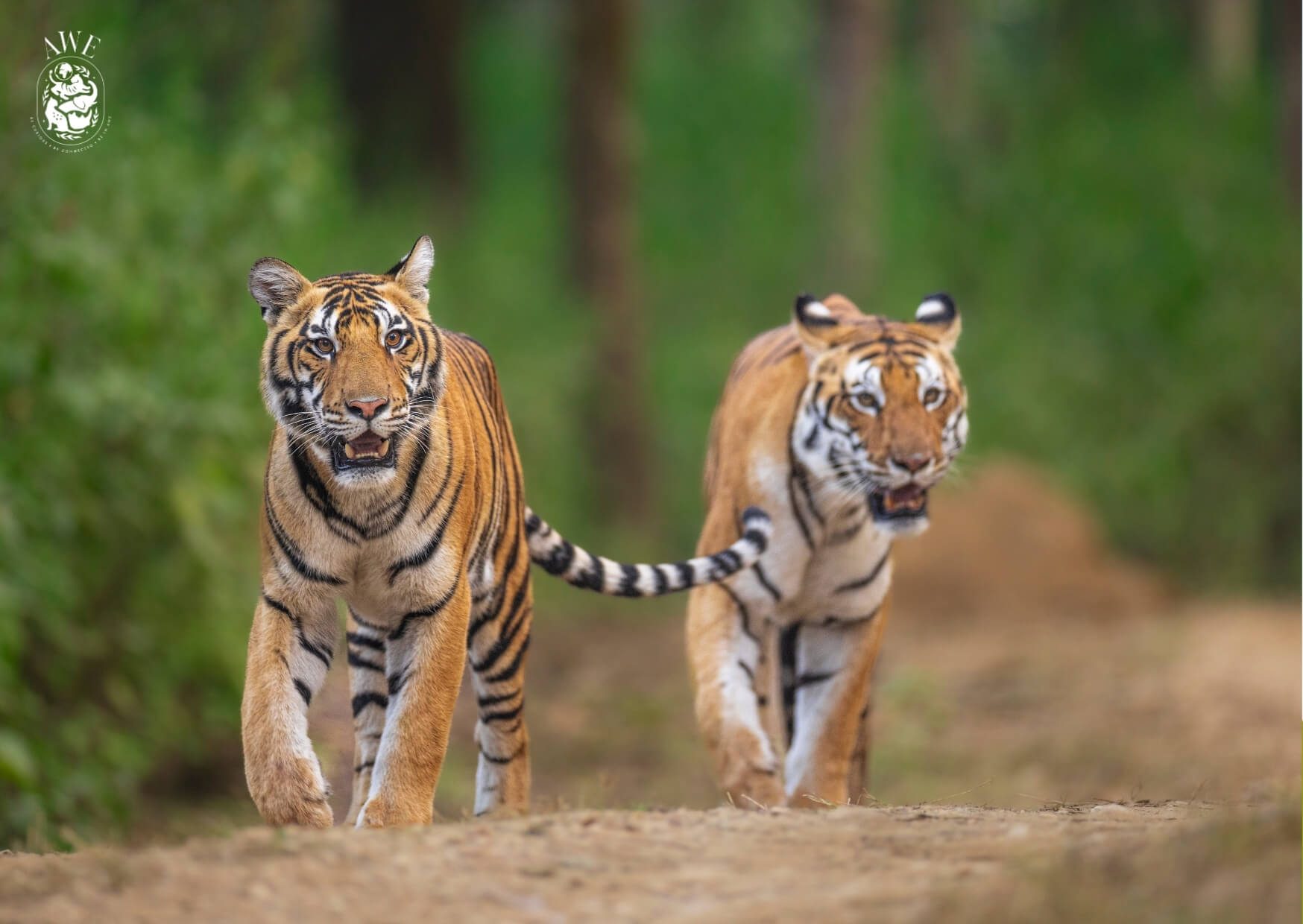 Two tigers walking side by side down a forest track, one half a stride ahead of the other