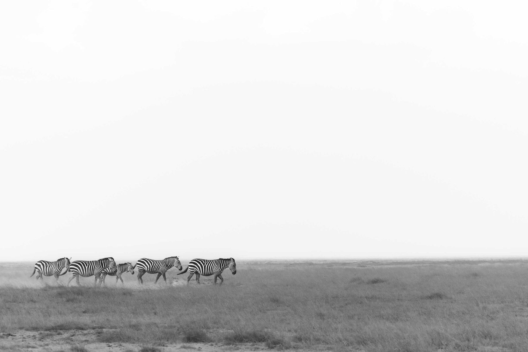 A line of zebra crossing a pale plain in black and white, tiny against an empty horizon