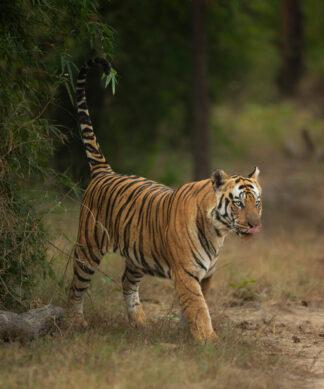 Tryst With Tigers - Regular
