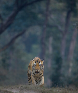 Tiger Thali Tour - Regular