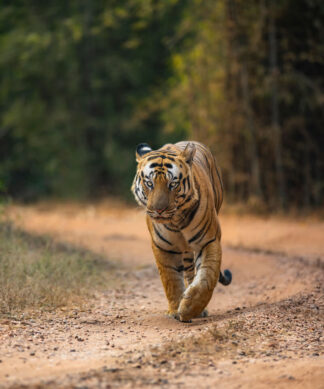 Tryst With Tigers - Full Day
