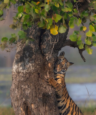 Tiger Thali Tour - Full Day