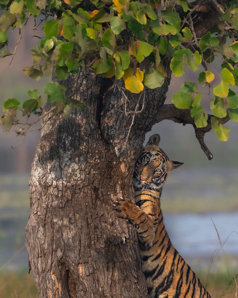 Tiger Thali Tour - Full Day