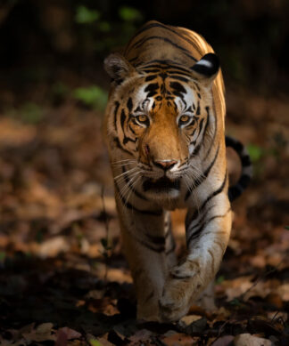 Kanha