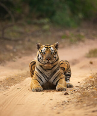 Bandhavgarh
