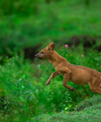 Dhole Jump