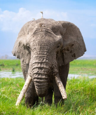 Elephant Crane