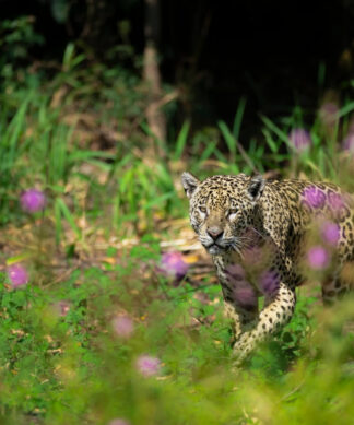 Jaguaress on the prowl
