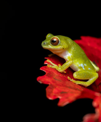 Froggy Friend