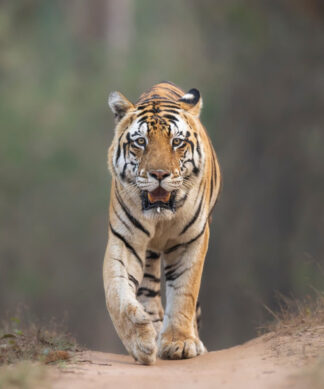 Jr. Bajrang