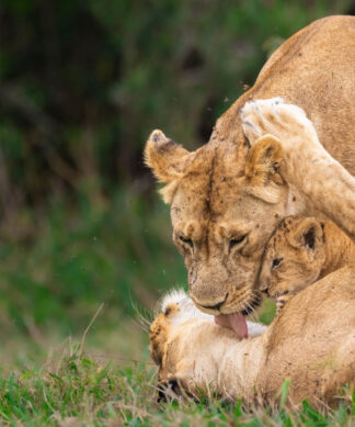 Lion Cuddle Puddle