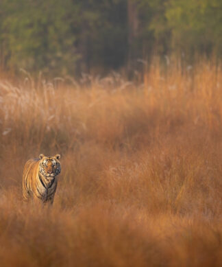 Mahaman In The Meadows