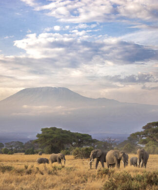 Elephants and Kilimanjaro