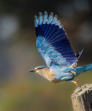 Indian Roller