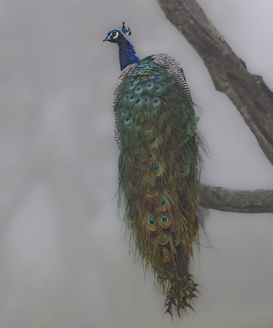 Peacock In The Mist