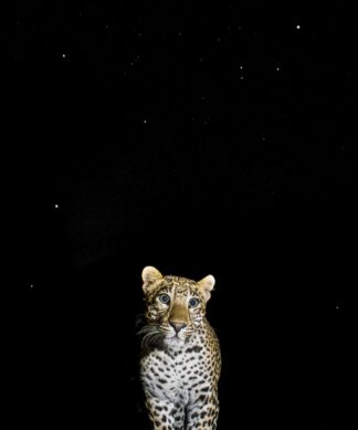Starboy