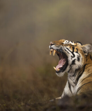 Sundari