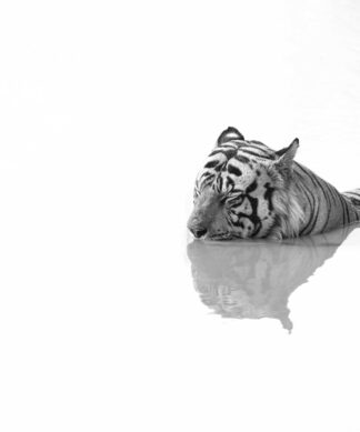 Tranquility