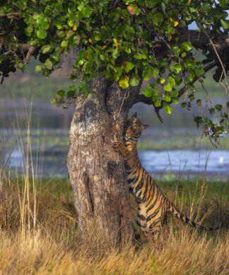 Tree Hugger