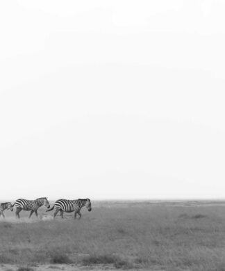 Zebra Crossing