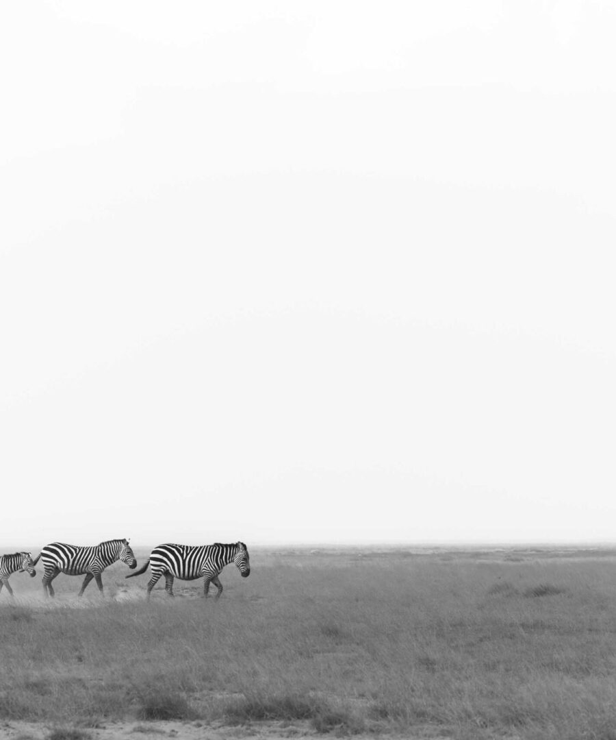 Zebra Crossing